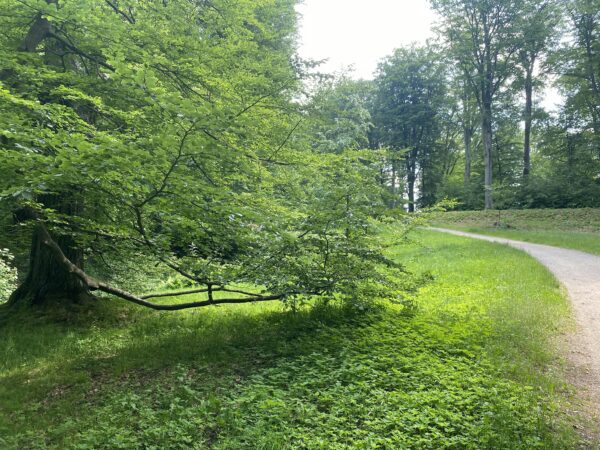 Achtsamkeit in der Natur – „Waldbaden“ im Bergpark