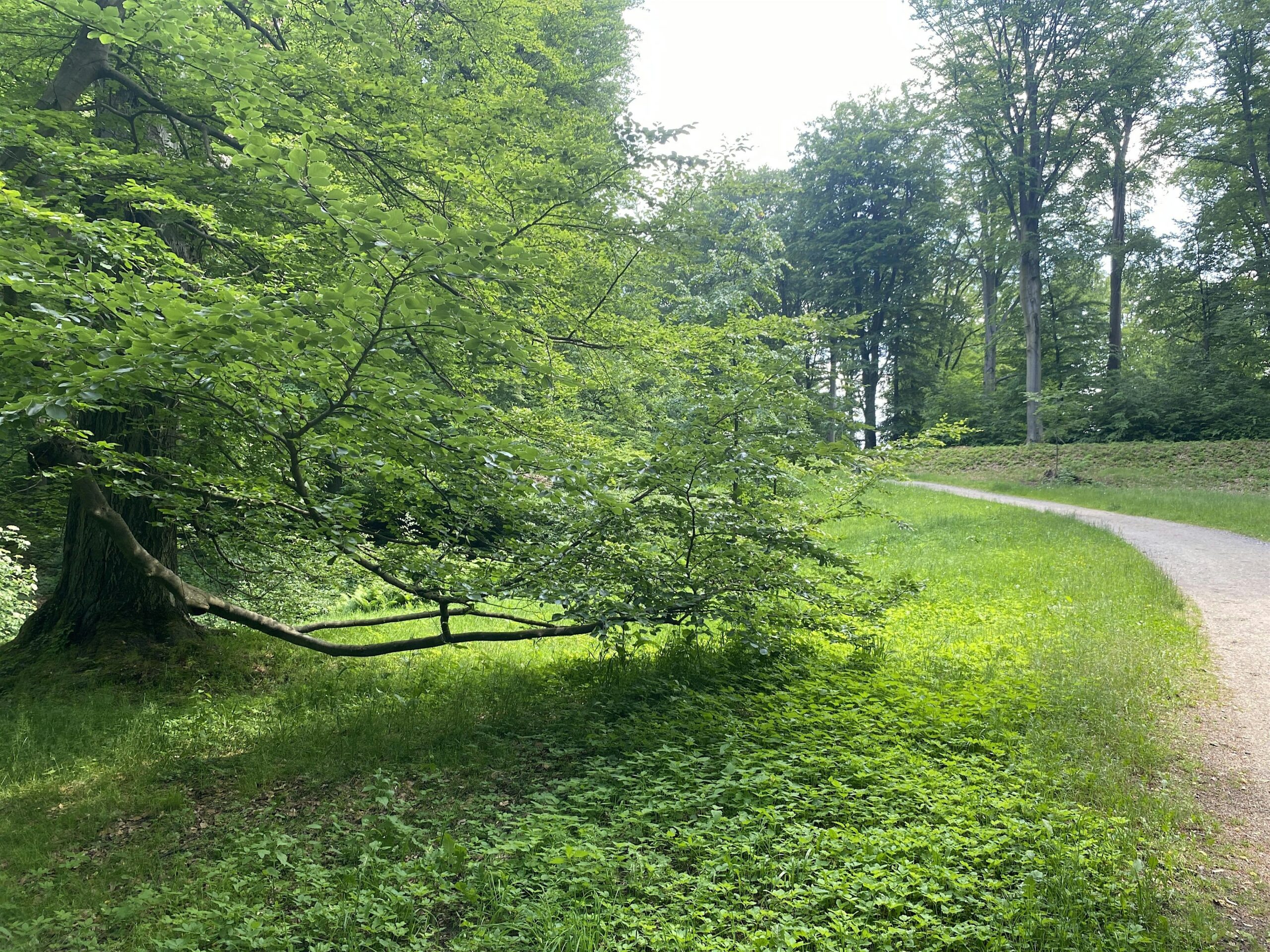 Achtsamkeit in der Natur – „Waldbaden“ im Bergpark